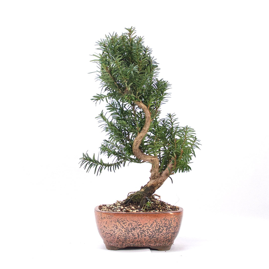 Eibe Hybrid 'Taxus media'